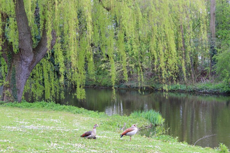 Цветущая Сакура. Прогулка по парку с Алисой. Весенние зарисовки