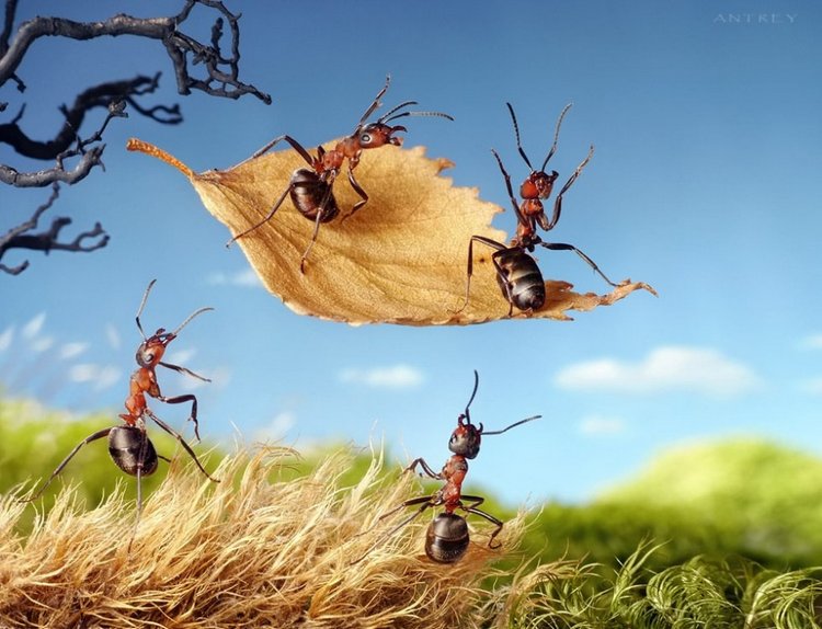 Уморительные муравьи — Интересное обо всем: поздравления