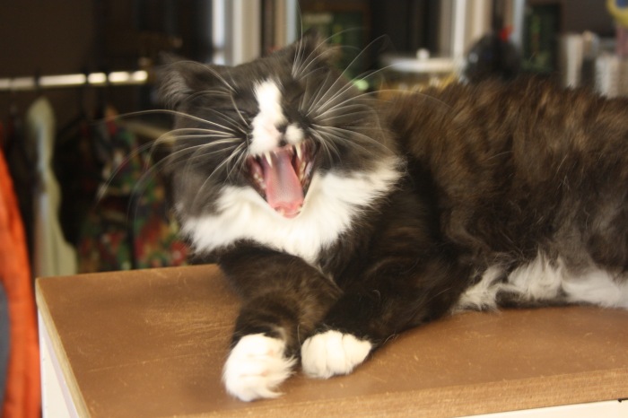 Петербург. Прогулка по крышам. Котокафе. Старые слайды