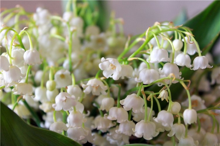 Ландыши в Январе — Куклы Meadow dolls (Медовушки): BJD (БЖД) (фото 2)