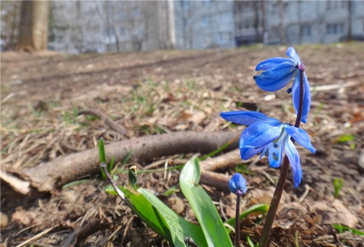 Просто Весна — Красивая природа и цветы: фото пейзажей (фото 2)