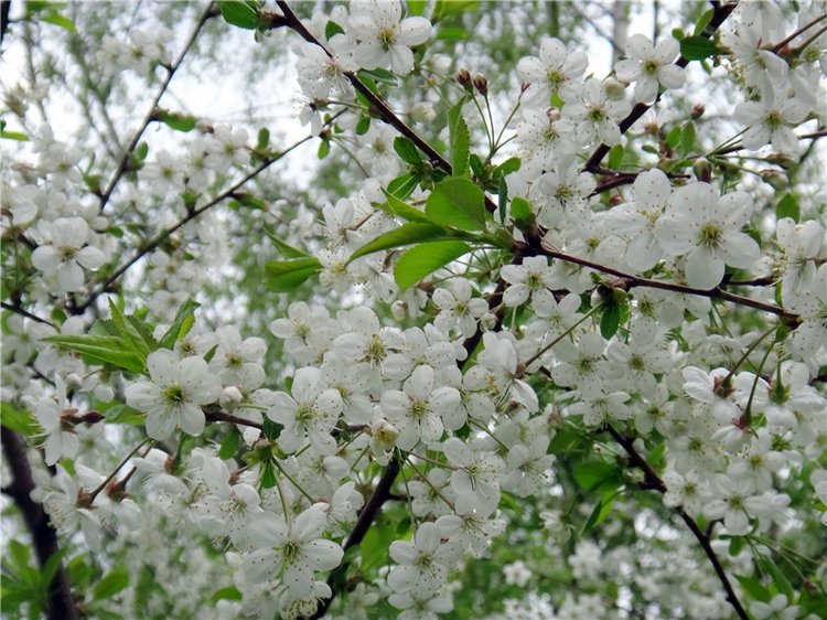 Просто Весна — Красивая природа и цветы: фото пейзажей