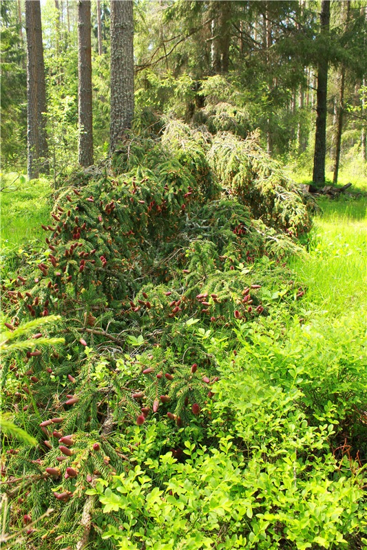 Ландышевый Лес. Twinkles Ella Chocolate