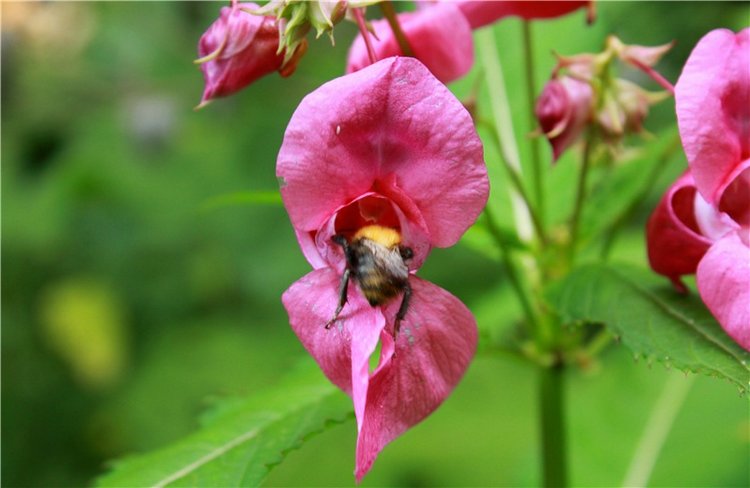 Июльское путешествие в Старицу, продолжение