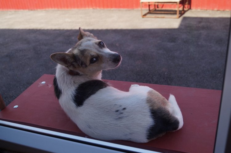 Выписка здоровых пациентов из кукольной лечебницы | Бэйбики Выписка здоровых пациентов из кукольной лечебницы