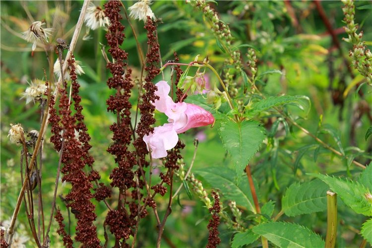 Сентябрьское путешествие в Старицу, четвёртая часть