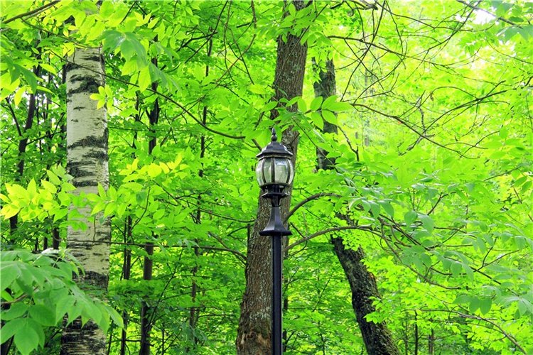 Путешествие Виолы в Усадьбу Знаменское-Раёк