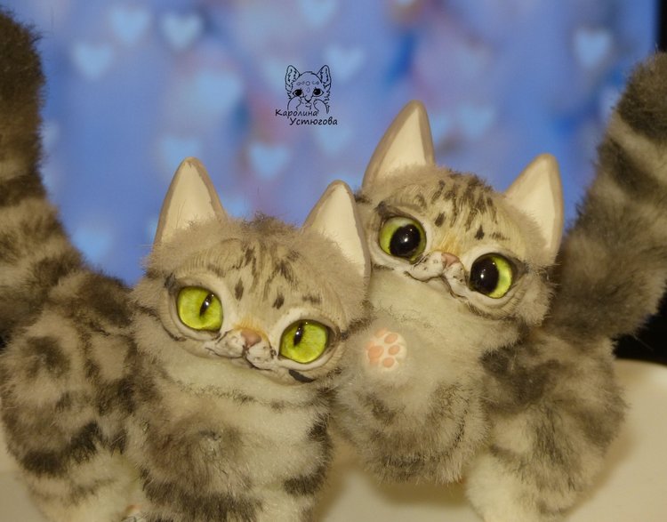 Американские короткошерстные котята (фото 5)