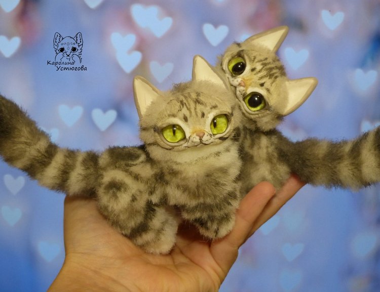 Американские короткошерстные котята