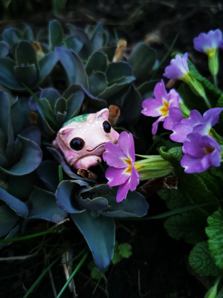 Лягушка Ванда и все-все-все