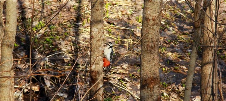 Апрельский день в Василёво, заключительная часть