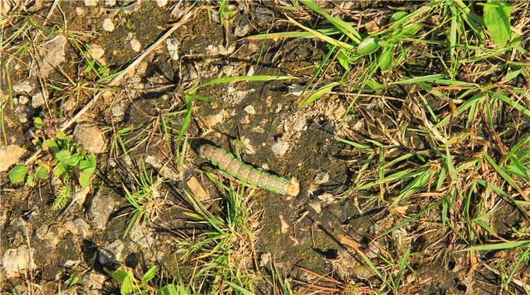 Инопланетянка Нийя. Custom Blythe Doll UFO Go Go Takara