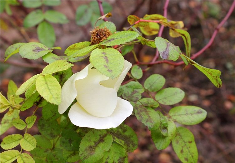 Старица, Музей фарфора — Фарфоровые статуэтки и фигурки: винтаж