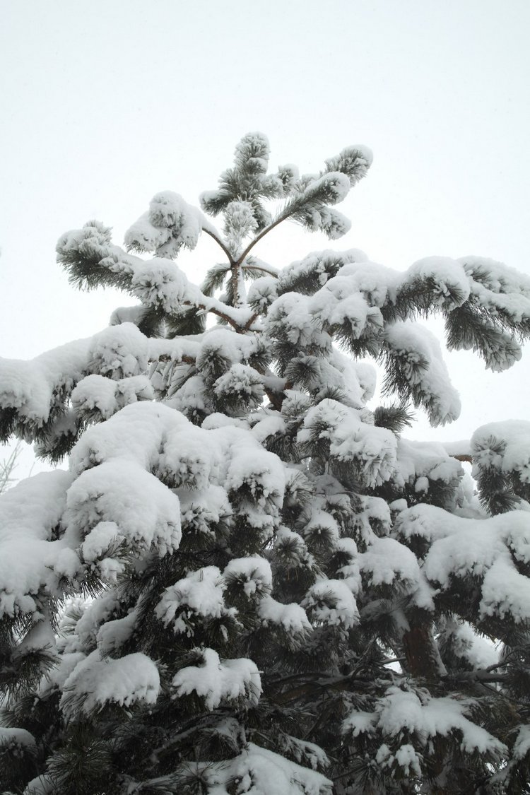 Время длинных шарфов — Игровые куклы Zwergnase (Цвергназе) Junior: Джуниор