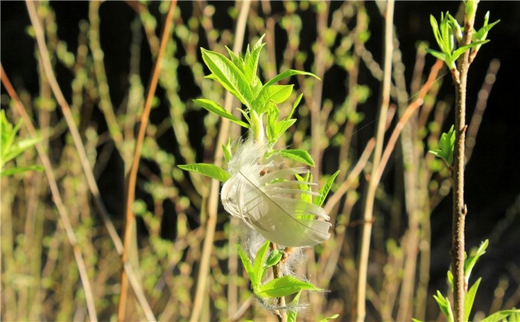 Джиджи на Орше. BJD Gigi от Meadow Dolls