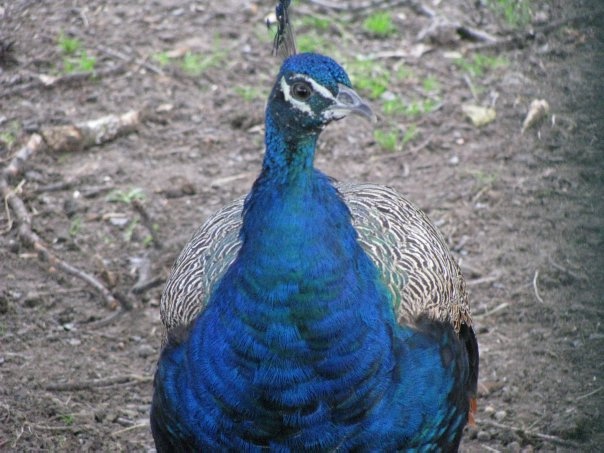 Разнообразие животного мира (фото 3)