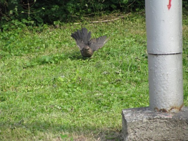 Разнообразие животного мира