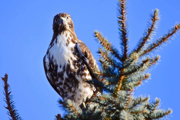 Любителям природы - профессиональные фотографии (выпуск 4)