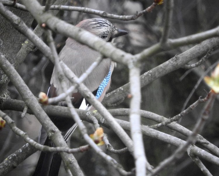 Сойки во дворе — Интересное и необычное: фотоподборки (фото 4)