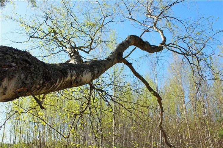 Прогулка Софи. Lati HoneyBee New Mystic Sophie | Бэйбики Прогулка Софи. Lati HoneyBee New Mystic Sophie (фото 6)