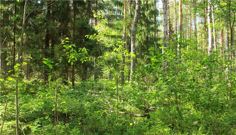 Путешествие Эли на красивый берег реки Волги (фото 6)