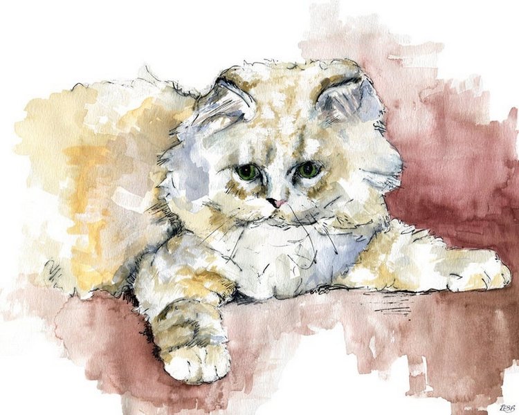 TheColorfulCatStudio - Иллюстрированная фауна by Rachel Byler