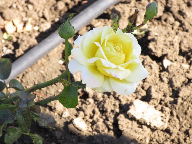 Горячее солнышко Кисловодска