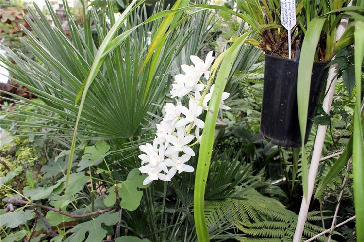 Тверской Ботанический Сад, продолжение | Бэйбики Тверской Ботанический Сад, продолжение