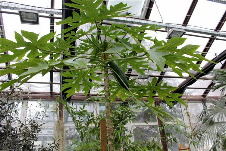 Тверской Ботанический Сад, продолжение | Бэйбики Тверской Ботанический Сад, продолжение