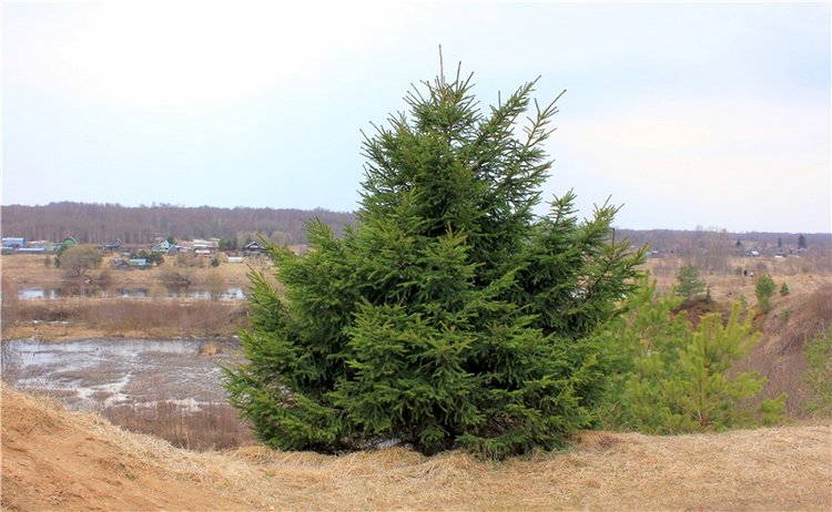 Путешествие Имани в ПанИку