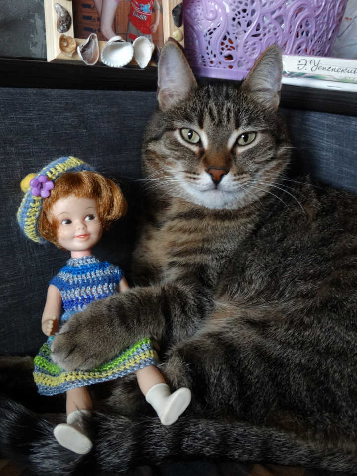 Кото-фото — В мире животных: смешные фото питомцев и зверей