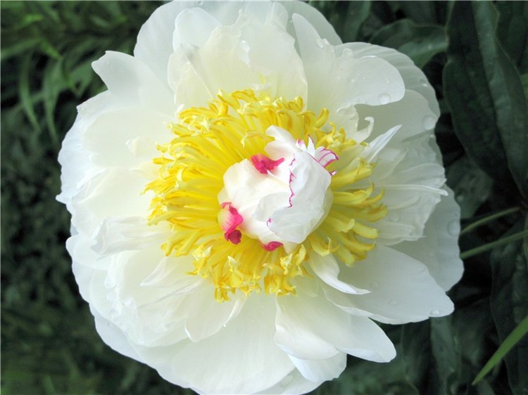 Милая Пион, Neo Blythe Pretty Peony, PrPe