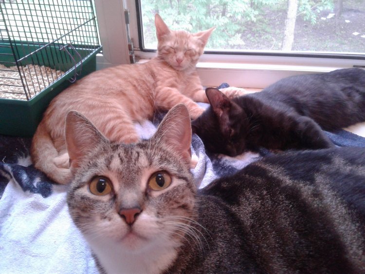 Больше никаких кошек! А котята не считаются | Бэйбики Больше никаких кошек! А котята не считаются (фото 3)