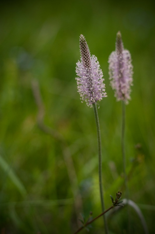 Лето, травка и "дикий" купальник