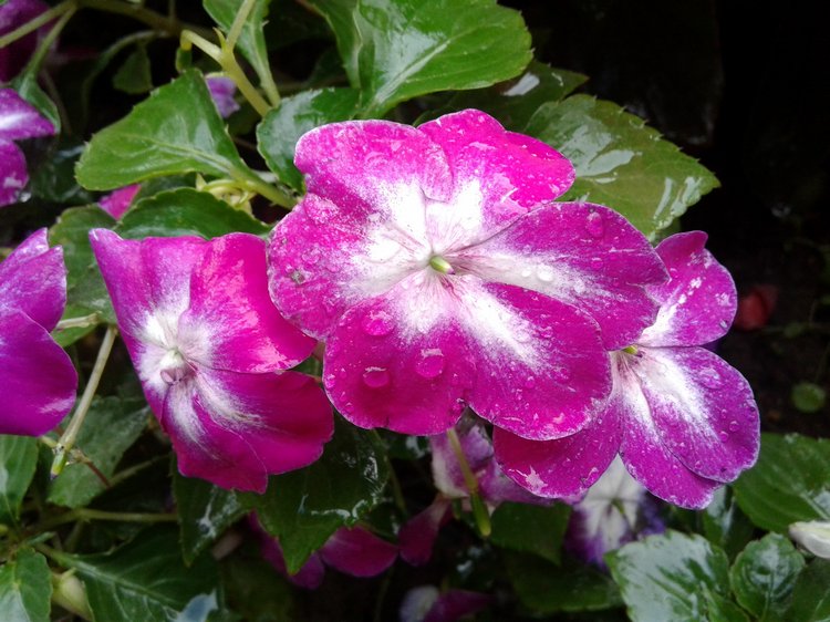 Последний месяц лета. Мой Псков. Аурика (фото 2)