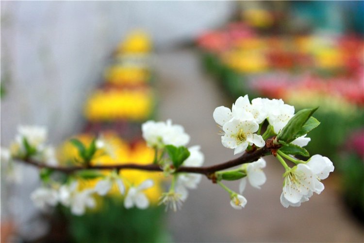 Тюльпановый Рай, продолжение. Выставка тюльпанов в Твери. Mini Layla elf Sunkissed skin от Kaye Wiggs