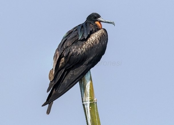 1 апреля — Международный день птиц