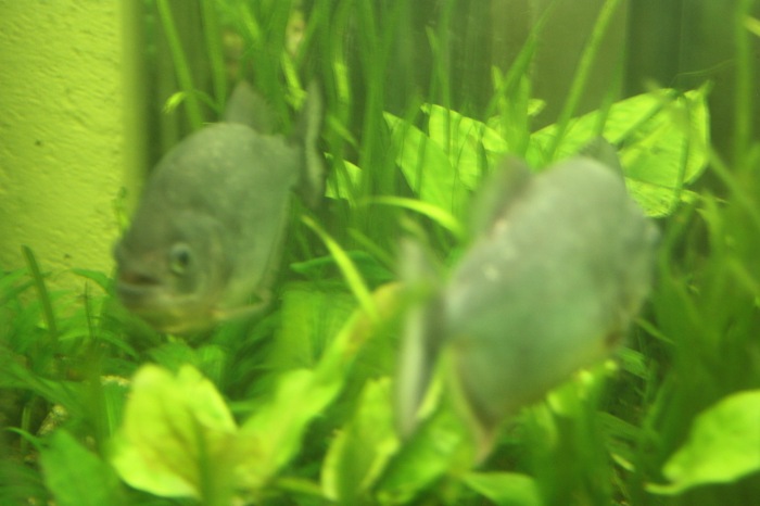 Псков. Эколого-биологический центр. Часть 2