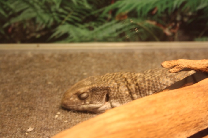 Псков. Эколого-биологический центр. Часть 1 (фото 10)