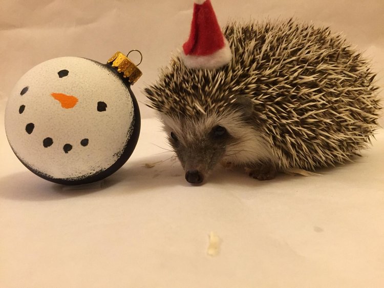 Любительские фотографии Ежей (выпуск 1) | Бэйбики Любительские фотографии Ежей (выпуск 1)