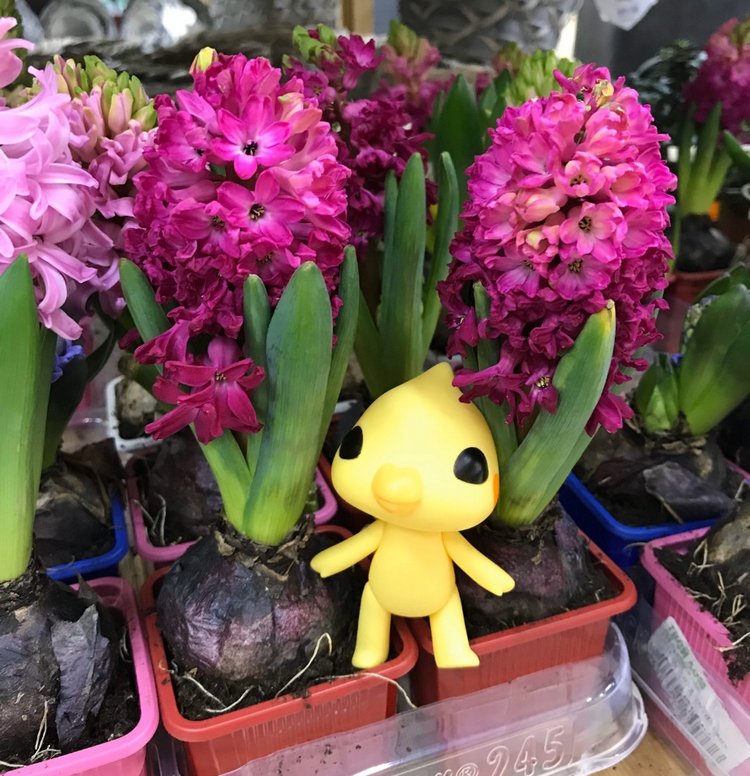 Новый житель - попугайчик Kotoribir (фото 4)