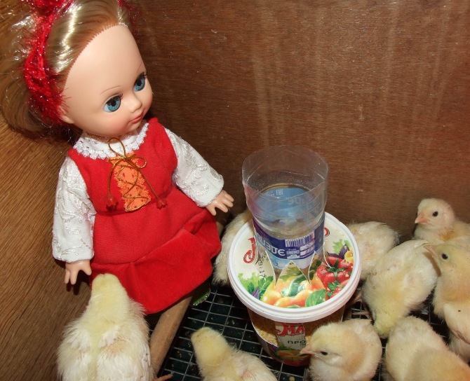 Цып-цып-цып, мои цыплятки, цып-цып-цып, мои утятки (фото 5)