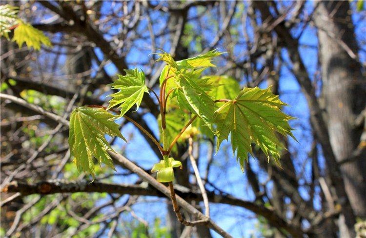 Путешествие Софи в Старицу, продолжение. Lati HoneyBee New Mystic Sophie