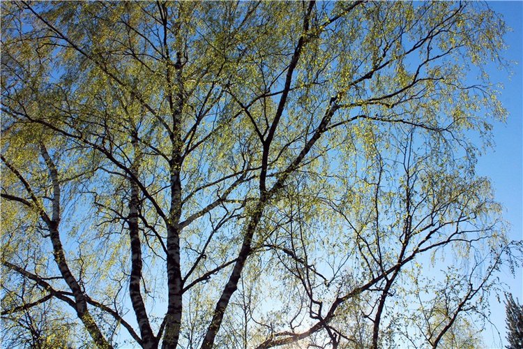 Прогулка Софи. Lati HoneyBee New Mystic Sophie | Бэйбики Прогулка Софи. Lati HoneyBee New Mystic Sophie