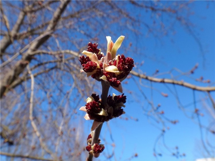 Просто Весна — Красивая природа и цветы: фото пейзажей (фото 7)