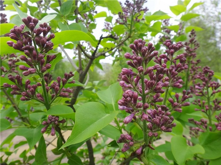 Просто Весна — Красивая природа и цветы: фото пейзажей