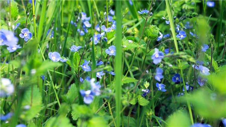 Ландышевый Лес. Twinkles Ella Chocolate