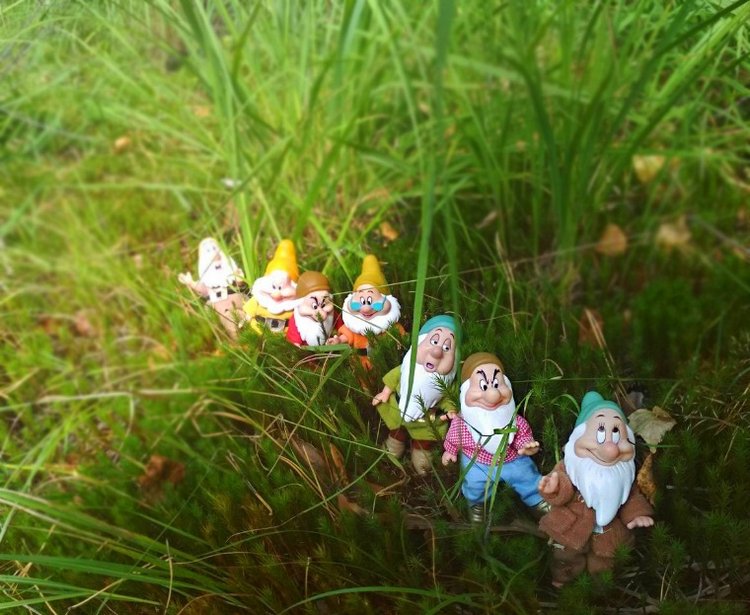 Осеннею порой под старою сосной... Принц, Белоснежка и гномы... встречаются (фото 9)