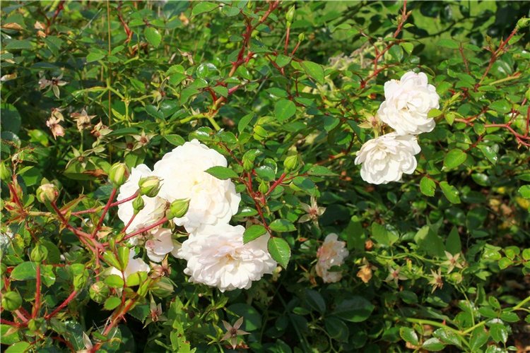 Сентябрьское путешествие в Старицу. Старицкий Свято-Успенский Монастырь