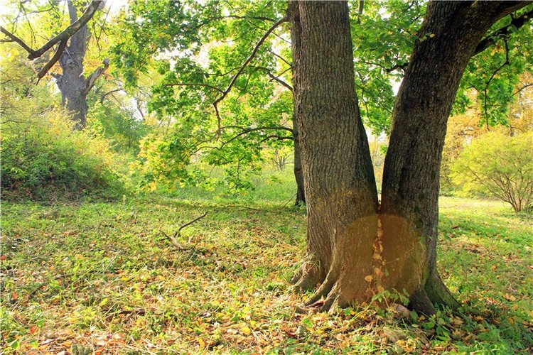 Путешествие Dal Hangry в Грузины, продолжение